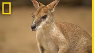The Kangaroo is the World's Largest Hopping Animal | National Geographic