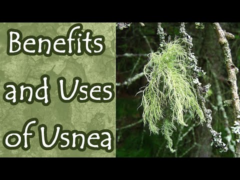 Video: Usnea Lichen Info - Kawm Txog Usnea Lichen Hauv Toj Siab