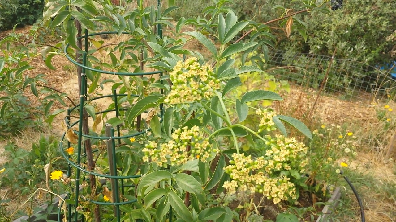 evergreen elderberry? YouTube