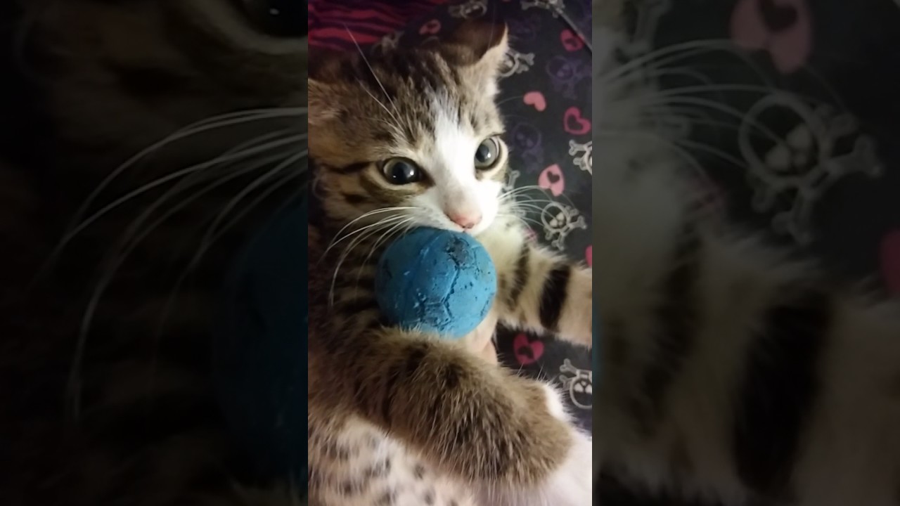 camera iphone 8 plus apk Look out! He's vicious!