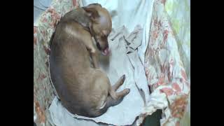 видео: Роды собаки от начала и до конца. С подробными пояснениями. картинка: Роды собаки от начала и до конца. С подробными пояснениями.