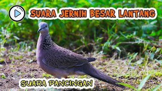 MP3 SUARA PANGGILAN BURUNG TEKUKUR