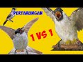 Pikat Burung Kutilang Teknik Cengkram || Pertarungan Pikat Vs  Liar || Pikat Kutilang Termahal