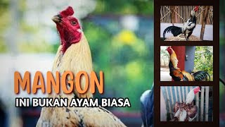 THE SECRET OF MANGON CHICKEN K3KU4TAN ‼️ FAST FIGHTING THAT M3M4T1K4N