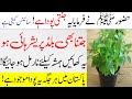 How to treat high blood pressure and hypertension  tib e nabvi saw  benefits of basil  it