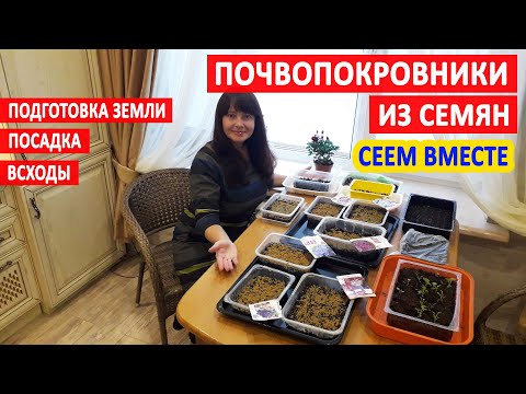 Видео: Размножаване на семена от бакалавърски копчета - Започване на семена от бакалавърски копчета на закрито