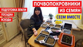 ПОЧВОПОКРОВНЫЕ РАСТЕНИЯ из СЕМЯН. Как посеять на рассаду? Гвоздика, колокольчик, ясколка, обриета...