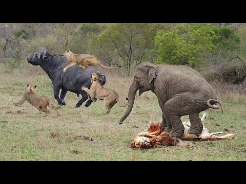 Video: Pukang Goyang Dikinjak Mati Oleh Gajah, Dimakan Oleh Singa