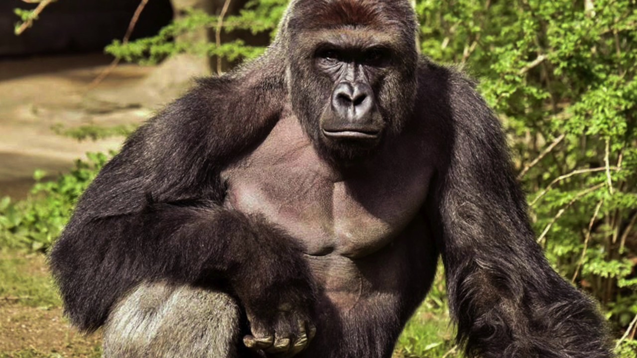 Brechtje // Endangered (performed by Fiona McGown & Célia Oneto Bensaïd, 2017)