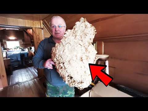 He Thought It Was A Normal Hornet's Nest, Until Experts Told Him The Horrifying Truth.