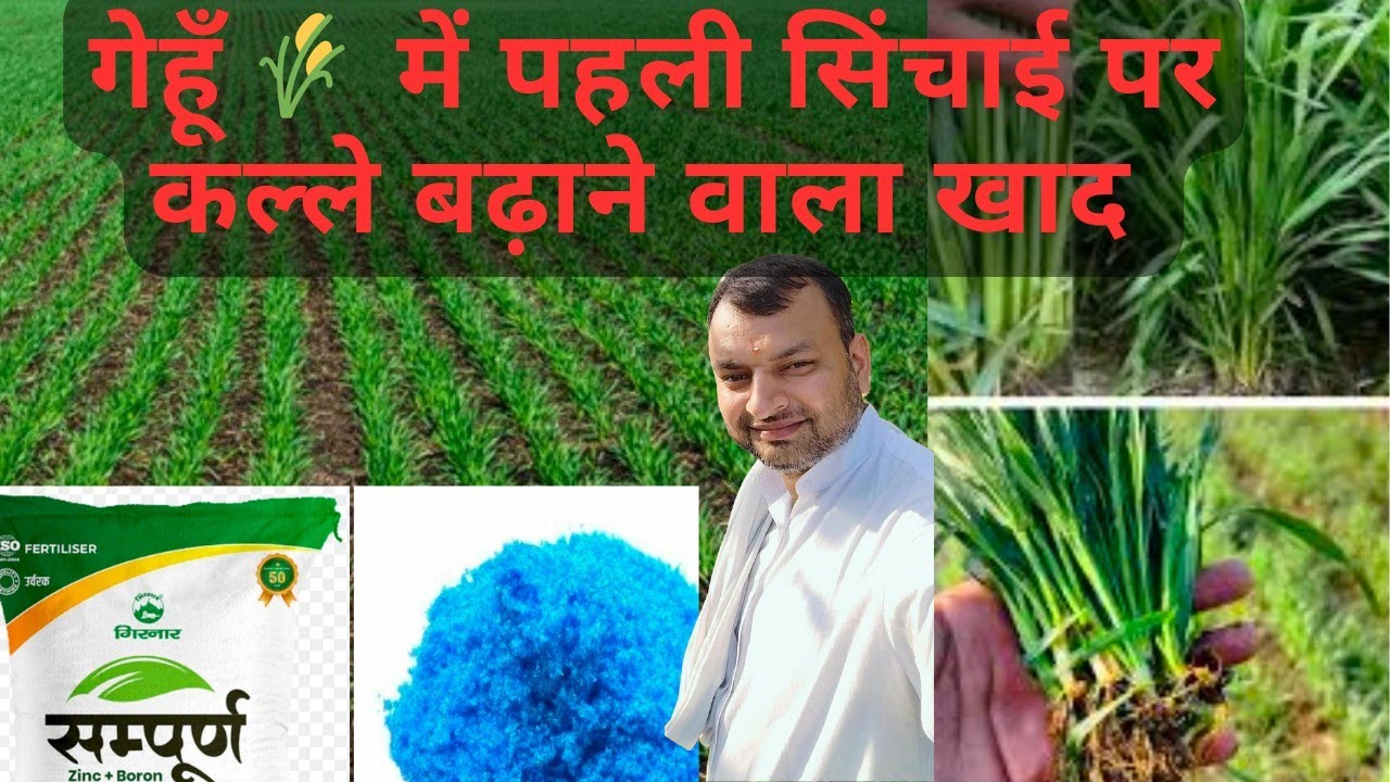 Gehu Tree गेहूँ 🌾 में पहली सिंचाई पर कल्ले बढ़ाने वाला खाद | Gehu me kalle kaise ...