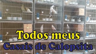 Todos Meus Casais de Calopsita