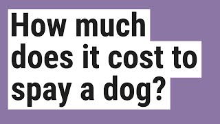 How much does it cost to spay a dog?