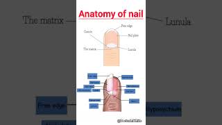 Anatomi kuku | #viralvideo #anatomikuku #anatomikuku #kuku
