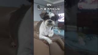 귀욤 레이져 발사 #영탁 #영탁노래 #반려견