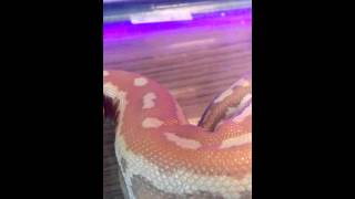 My T Positive Albino Blood Python