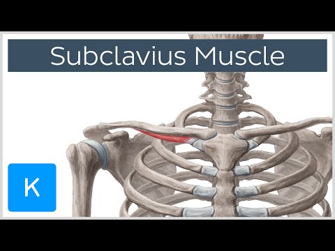 Subclavius Muscle - Origins & Function - Human Anatomy | Kenhub