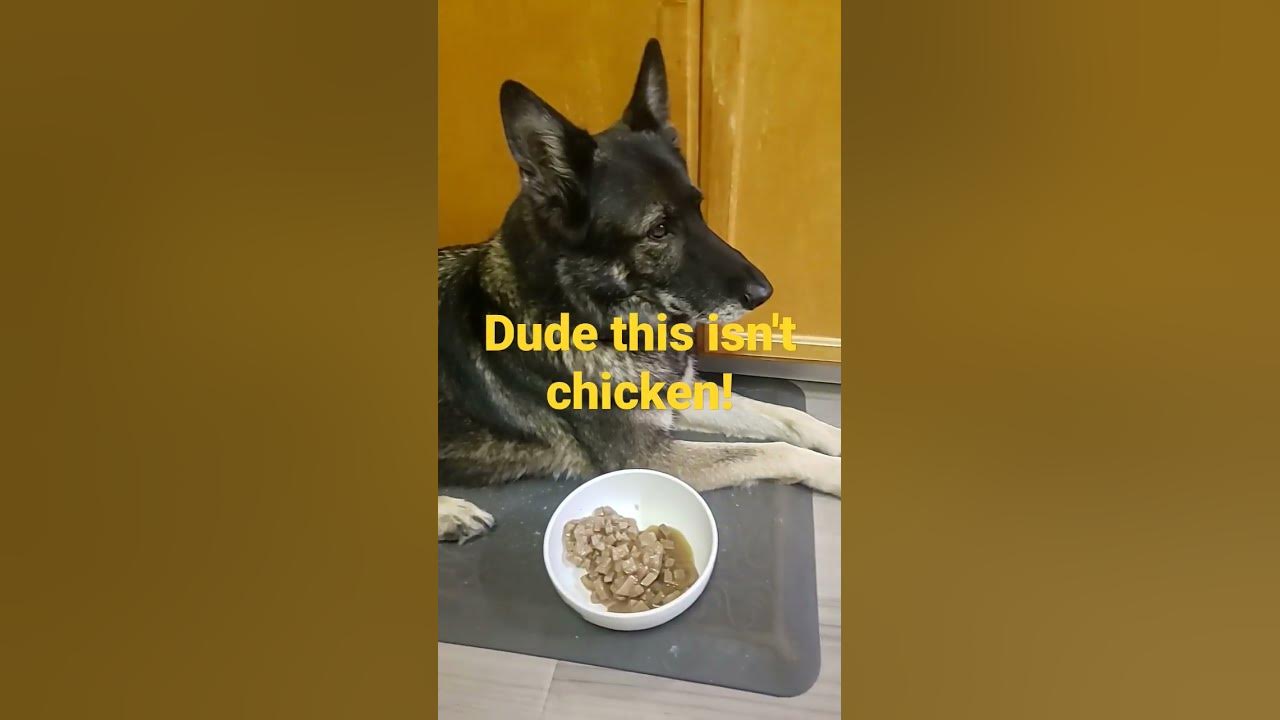 i-only-eat-chicken-youtube