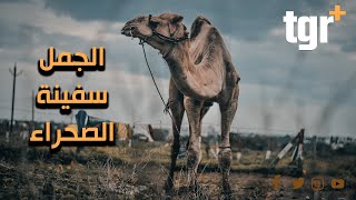 الجمل سفينة الصحراء والصديق المخلص للإنسان