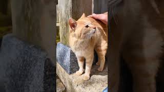 猫島の神社に行くと猫が出迎えてくれて楽しい
