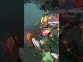 gpK The Maestro #gorgc #dota2 #shorts #esl
