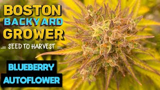 Timelapse Autoflower Cannabis Indoor Seed to Harvest | Blueberry Autoflowers