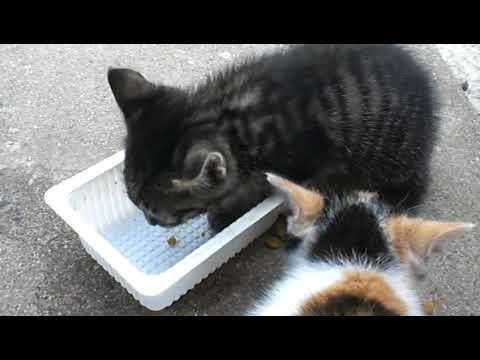 子猫の食事 黒トラ 三毛 Youtube