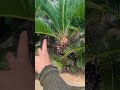 リクエスト動画ソテツのご紹介です！