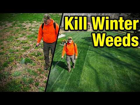 Stop Winter Weeds NOW! Best Early Spring Weed killers for lawns thumbnail