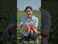 कद्दू का खेती #fun #farming #foryou #motivation