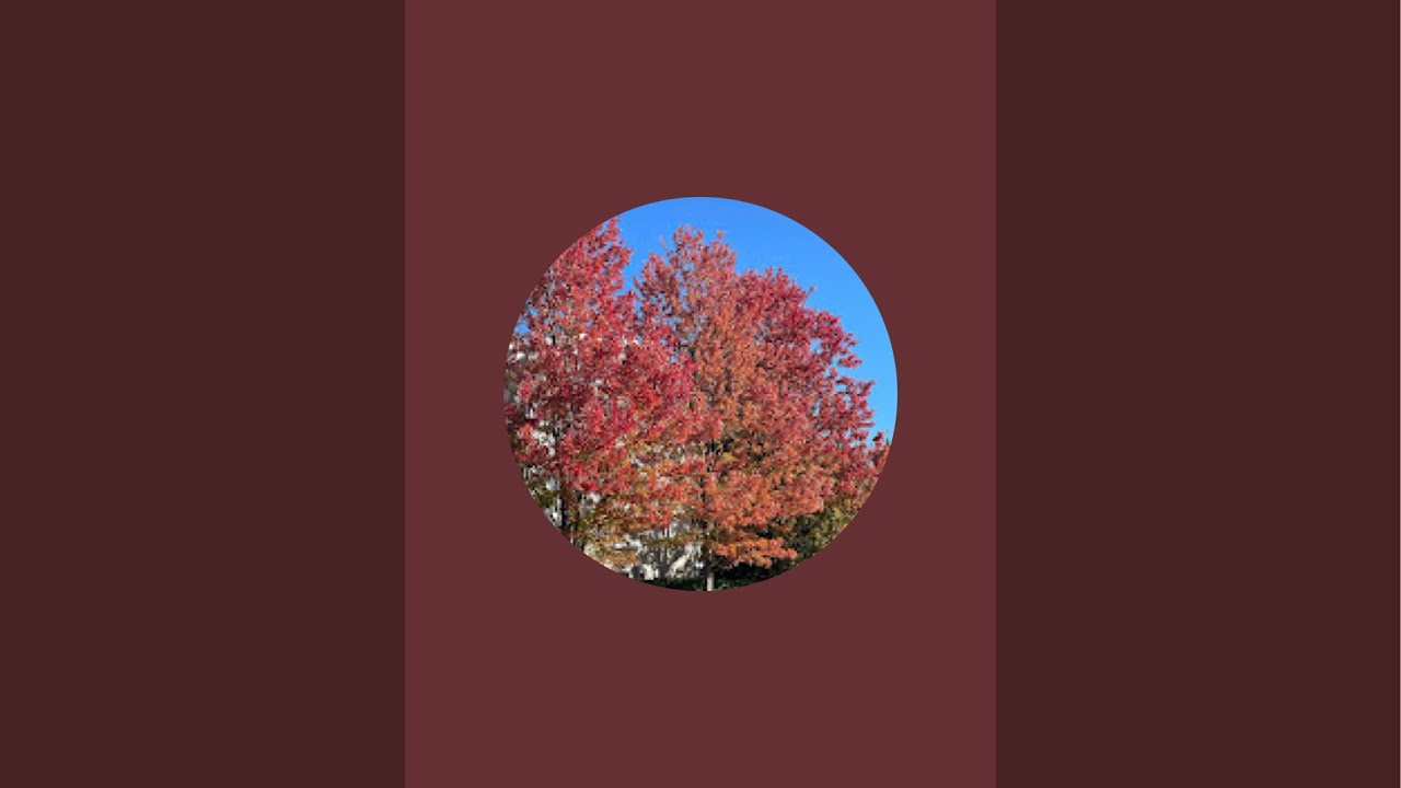 My Tiny vlogs USA is live!