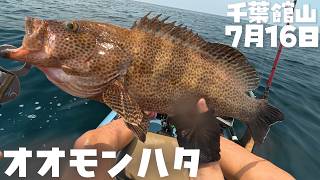 【泳がせ釣り】54㎝のオオモンハタが釣れたカヤックフィッシング館山の釣り
