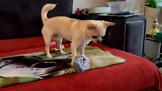 Orlando plays with his toys ! 4K  #Chihuahua #dog