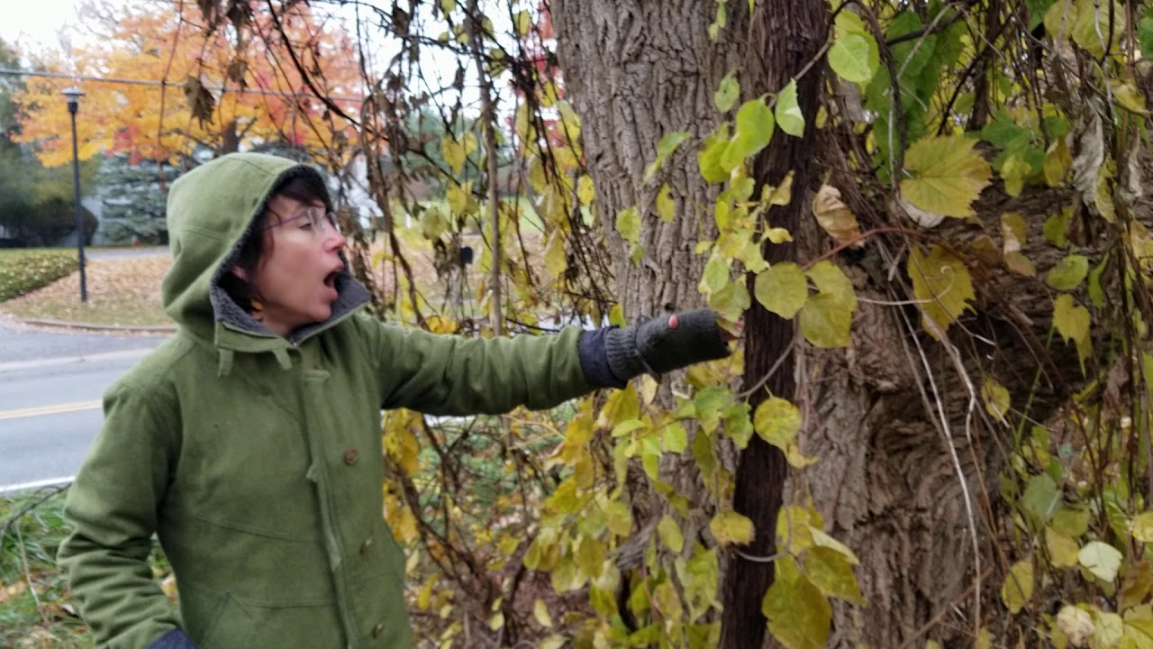 Teacher identifying vines that are not poison ivy