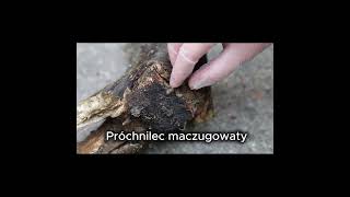 Palce umarlaka ! Próchnilec maczugowaty (Xylaria polymorpha)  #ekspertyza  #mykologia