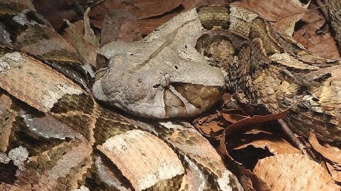 Rắn hổ lục Gaboon