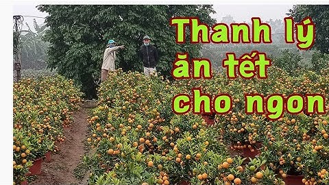 quất tết 2022 chậu nhựa đẹp cần thanh lý bán quất tết 2022 tại vườn