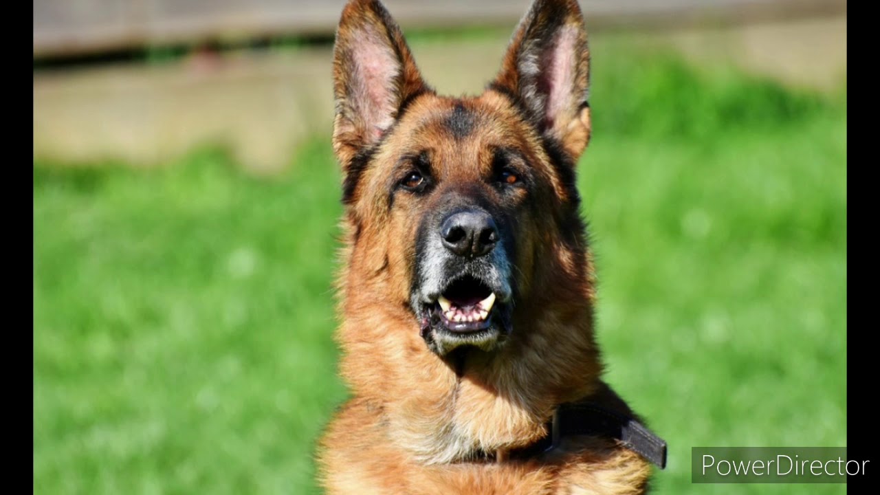 Hunde Mit Der Stärksten Beisskraft