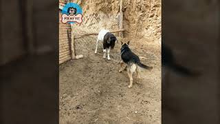 The Dog Boldly Challenged The Goat, But Did Not Dare Attack by PTB My Pet 55 views 3 years ago 1 minute, 16 seconds