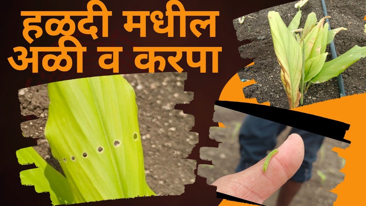 हळदी मधील पाने कट करणारी अळी व करपा नियंत्रण साठी पहिली ड्रिचिंग ll