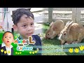 Keseruan Abang L Memberi Makan Kelinci Lucu 🐇