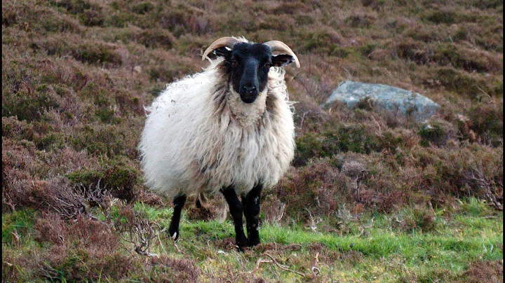 ♣ Ireland - Pictures of Animals ♣