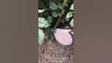 Розы пышно цветут до осени! Даю по 1ст. Ложке под куст в Августе!