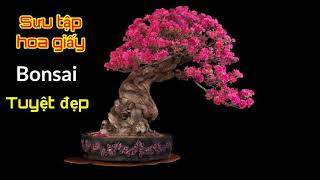 Bộ sưu tập những cây hoa giấy bonsai tuyệt đẹp - Bougainvillea bonsai collection