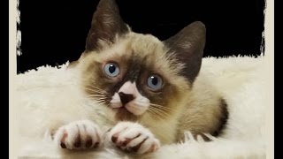 Snowshoe Cats and Friends Calendar 2015 by Snowshoe Cat Rescue Network 258 views 9 years ago 1 minute, 6 seconds