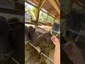 Suntik sapi rese‼️#shorts #animals #cow