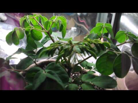 Moringa Oleifera Indoor Grow