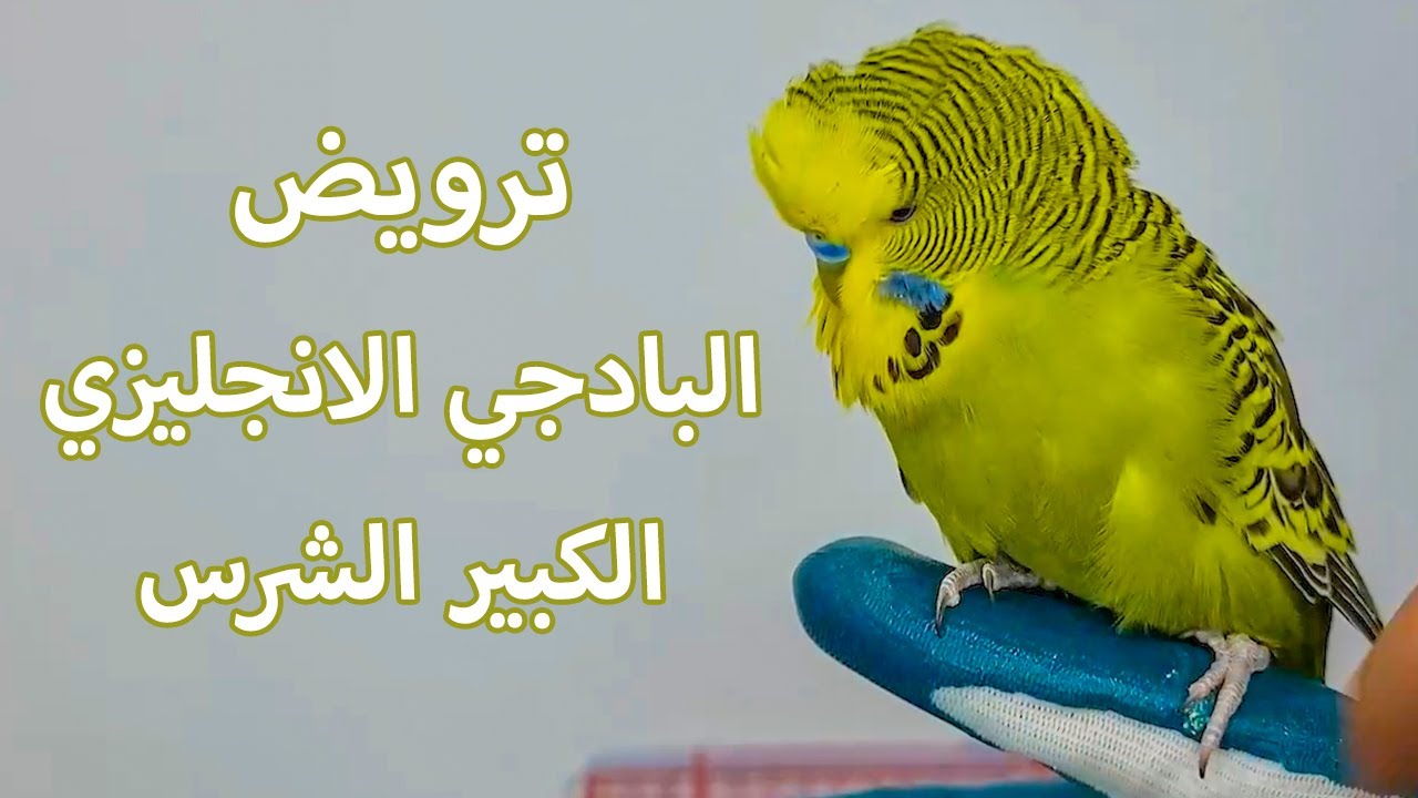 ترويض طائر البادجي الانجليزي الاخضر الكبير بشكل كامل ليصبح اليف 100%