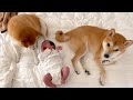 赤ちゃんに「母性丸出し」な柴犬2頭にほっこり♡