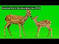 Adorable Mother and Fawn Green Screen | Free Wildlife Stock Footage (No Copyright)
